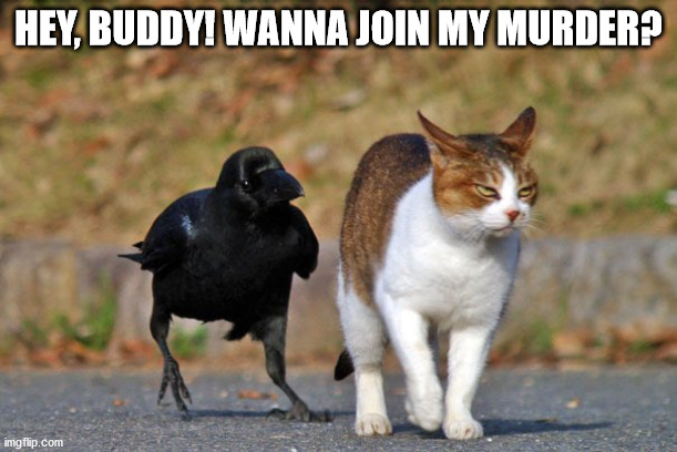 Crow and Cat | HEY, BUDDY! WANNA JOIN MY MURDER? | image tagged in crow and cat | made w/ Imgflip meme maker