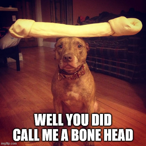 WELL YOU DID CALL ME A BONE HEAD | image tagged in dogs | made w/ Imgflip meme maker