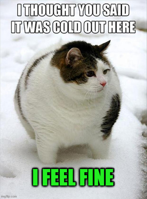 I FEEL FINE | image tagged in cats | made w/ Imgflip meme maker