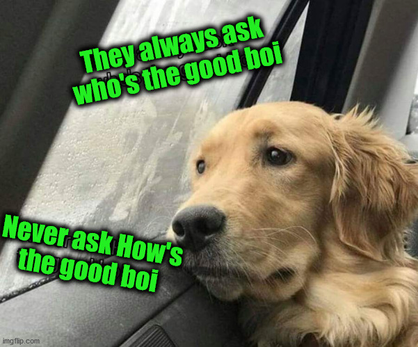 They always ask
who's the good boi; Never ask How's
the good boi | image tagged in dogs | made w/ Imgflip meme maker