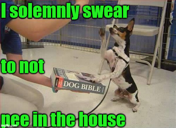 I solemnly swear; to not; pee in the house | image tagged in dogs | made w/ Imgflip meme maker