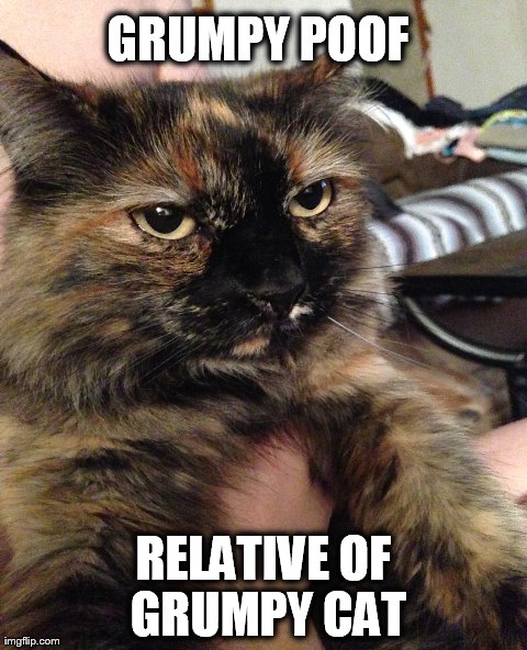 Grumpy Cat Meme | GRUMPY POOF RELATIVE OF GRUMPY CAT | image tagged in memes,grumpy cat | made w/ Imgflip meme maker