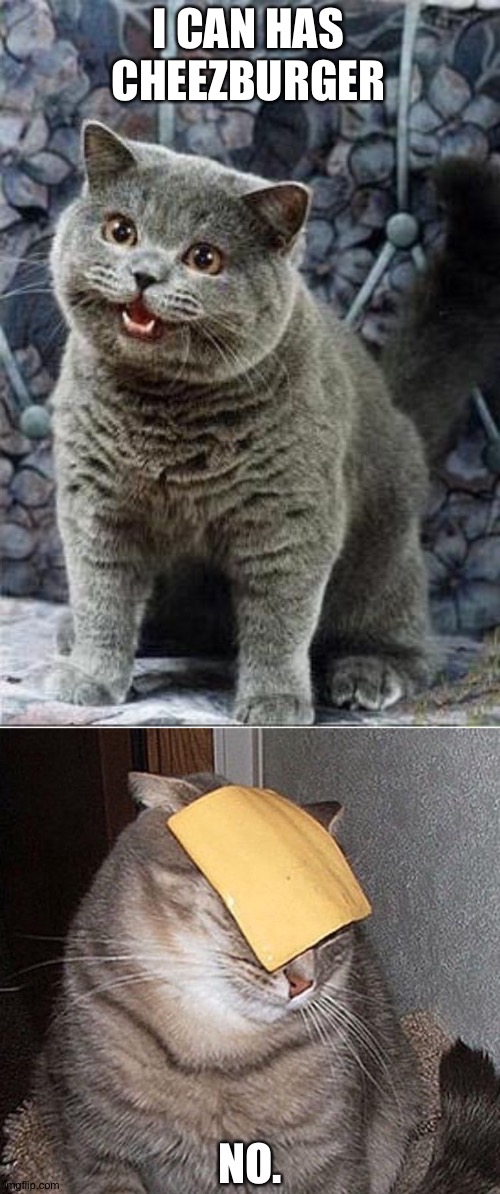 Instant regret | I CAN HAS CHEEZBURGER; NO. | image tagged in i can has cheezburger cat | made w/ Imgflip meme maker