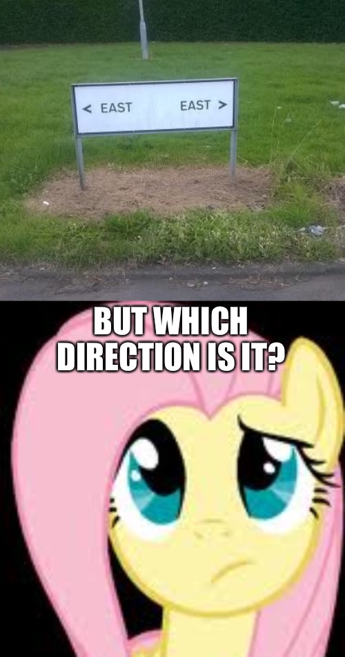 East | BUT WHICH DIRECTION IS IT? | image tagged in confused fluttershy,memes,funny,you had one job,east | made w/ Imgflip meme maker