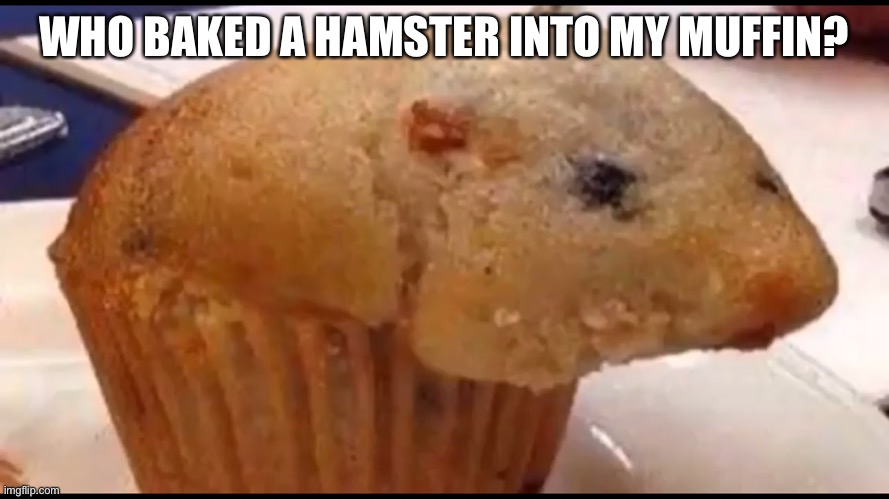 strange | WHO BAKED A HAMSTER INTO MY MUFFIN? | image tagged in memes,funny,hamster,muffin,wtf | made w/ Imgflip meme maker