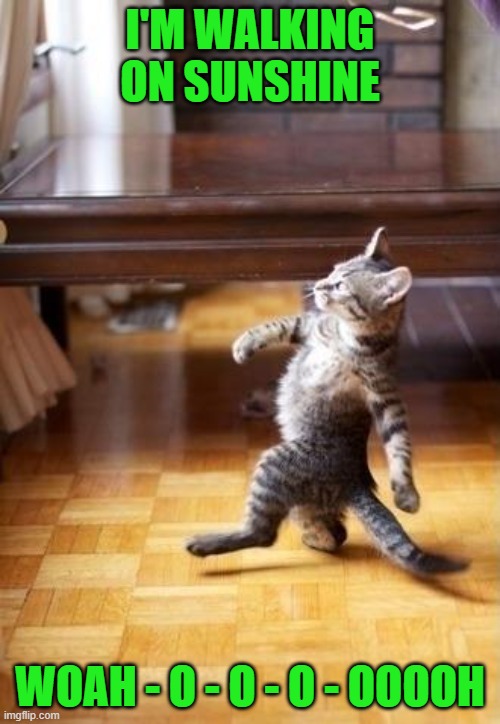 Baskin' in the rays! | I'M WALKING ON SUNSHINE; WOAH - O - O - O - OOOOH | image tagged in cats,walking on sunshine,kitten | made w/ Imgflip meme maker