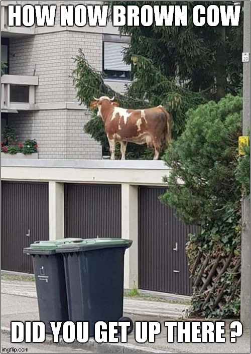 An Elocutionist Asks: | HOW NOW BROWN COW; DID YOU GET UP THERE ? | image tagged in fun,elocution,cow | made w/ Imgflip meme maker