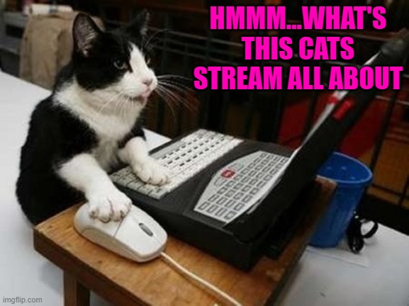 Hey Everybody!!! | HMMM...WHAT'S THIS CATS STREAM ALL ABOUT | image tagged in cats,kitty on the internet,animals | made w/ Imgflip meme maker