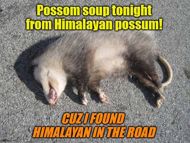 Himalayan Possom Soup Tonight | Possom soup tonight from Himalayan possum! CUZ I FOUND 
HIMALAYAN IN THE ROAD | image tagged in roadkill opossum | made w/ Imgflip meme maker
