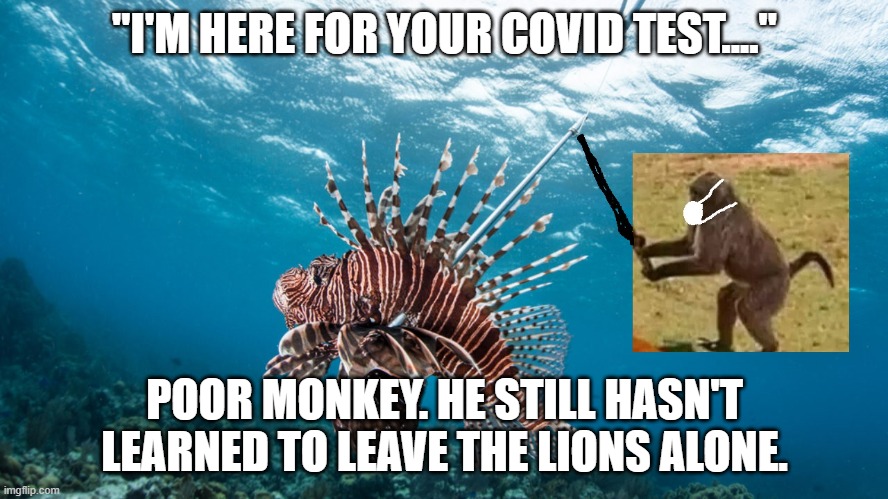 What's wrong with monkey now? | "I'M HERE FOR YOUR COVID TEST...."; POOR MONKEY. HE STILL HASN'T LEARNED TO LEAVE THE LIONS ALONE. | image tagged in monkey and lion,covid,leave the lions alone monkey,covid testing,scuba monkey | made w/ Imgflip meme maker