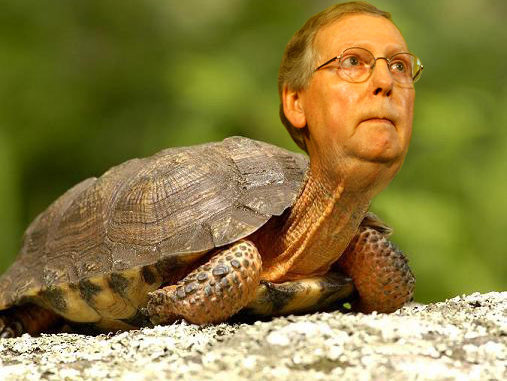 High Quality Mitch the Turtle Blank Meme Template
