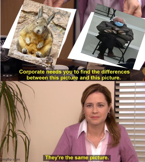 Bernie is baby | image tagged in memes,they're the same picture,bernie sanders,bernie sitting,cute animals | made w/ Imgflip meme maker