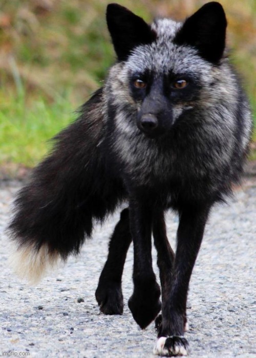 You guys like my fox? | made w/ Imgflip meme maker