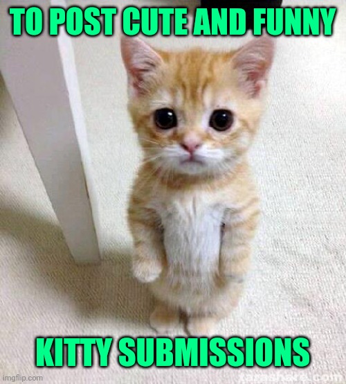 Cute Cat Meme | TO POST CUTE AND FUNNY KITTY SUBMISSIONS | image tagged in memes,cute cat | made w/ Imgflip meme maker