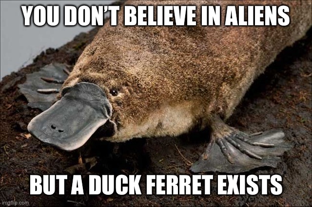 Plat |  YOU DON’T BELIEVE IN ALIENS; BUT A DUCK FERRET EXISTS | image tagged in funny,funny memes,memes,dank memes,dank,repost | made w/ Imgflip meme maker