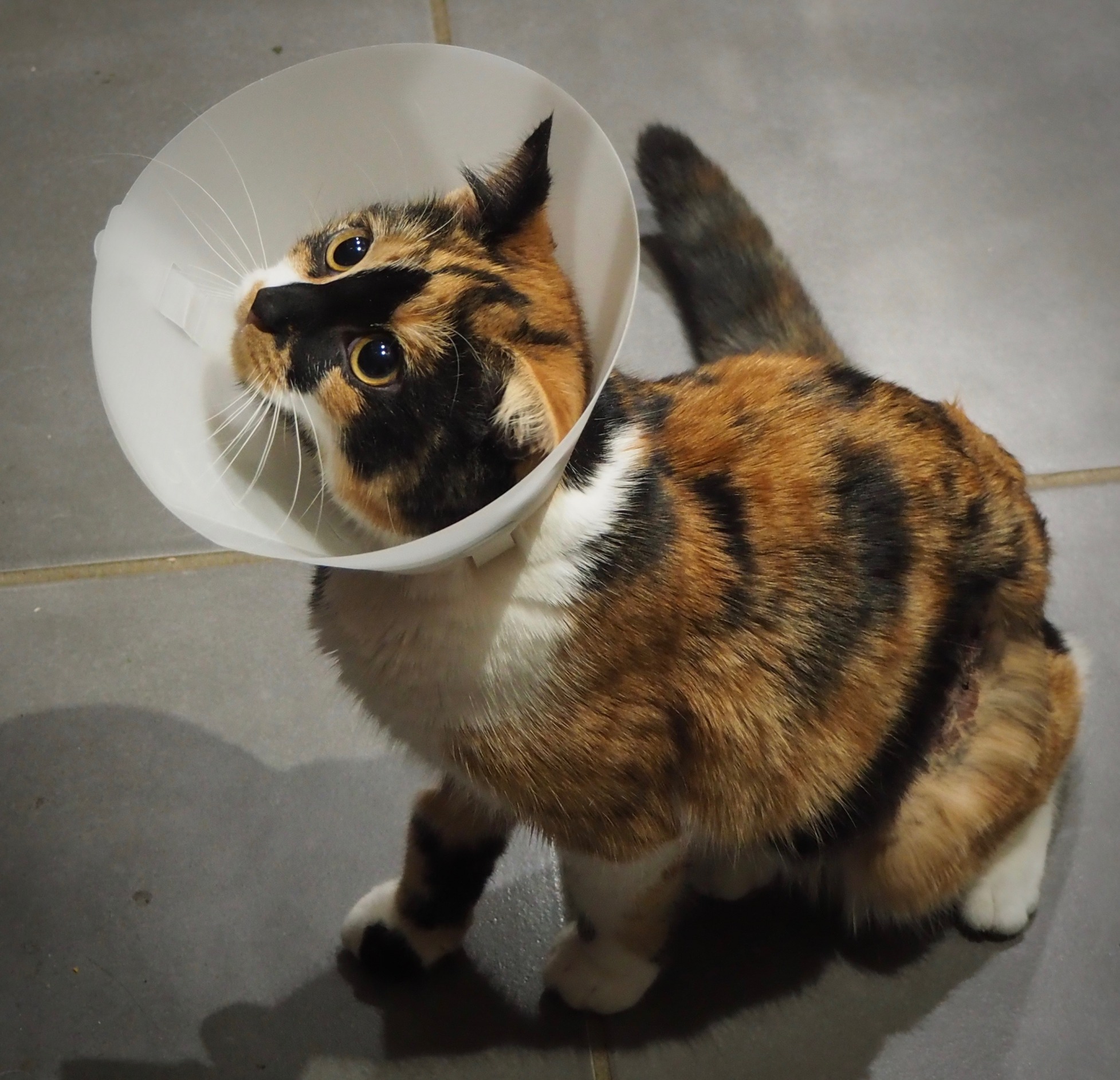 High Quality Cat in a cone Blank Meme Template