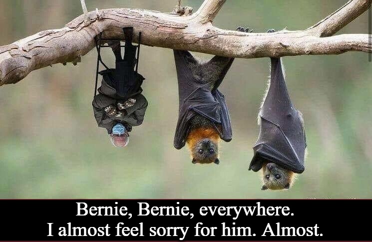 Bernie, Bernie, everywhere | Bernie, Bernie, everywhere. I almost feel sorry for him. Almost. | image tagged in feelin the bern,bernie i am once again asking for your support,bernie sanders,bernie sanders hanging,crush the commies | made w/ Imgflip meme maker