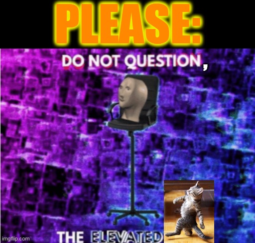 Do not question the elevated one |  PLEASE:; , | image tagged in do not question the elevated one,cats | made w/ Imgflip meme maker