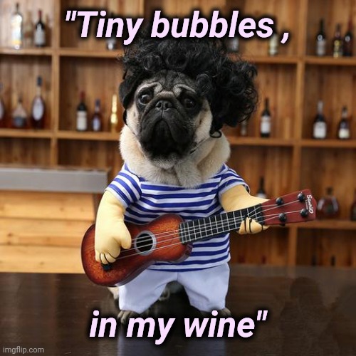 Ukelele Pug | "Tiny bubbles , in my wine" | image tagged in ukelele pug | made w/ Imgflip meme maker