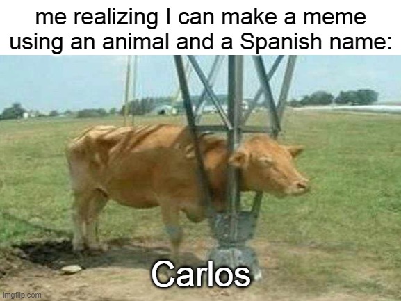 Carlos | me realizing I can make a meme using an animal and a Spanish name:; Carlos | image tagged in carlos | made w/ Imgflip meme maker