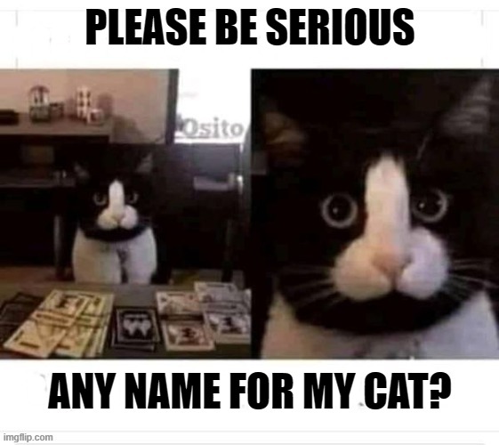 Cat | PLEASE BE SERIOUS; ANY NAME FOR MY CAT? | image tagged in cute cat | made w/ Imgflip meme maker