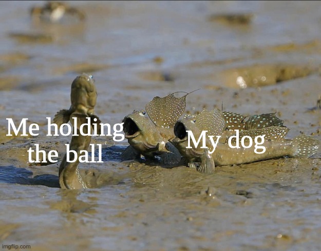 Lol she is so cute and funny I love her so much | My dog; Me holding the ball | image tagged in pog mudskippers,my dog,idk,what,to,tag | made w/ Imgflip meme maker