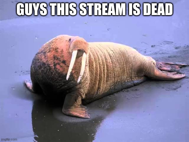 Walrus punk |  GUYS THIS STREAM IS DEAD | image tagged in walrus punk | made w/ Imgflip meme maker