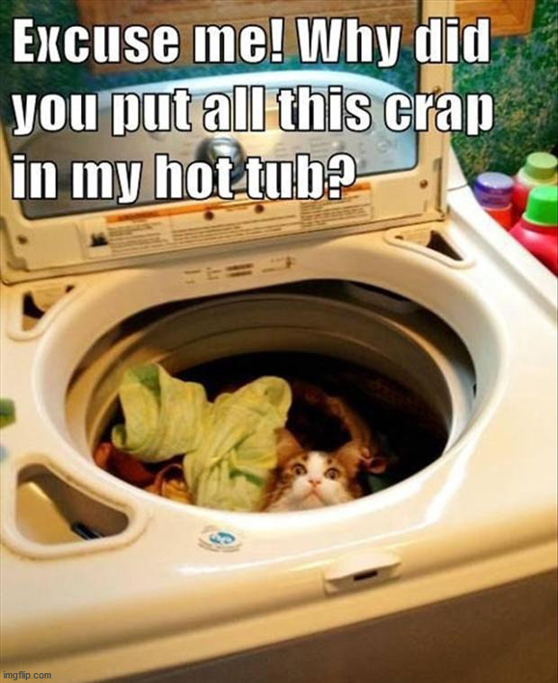 image tagged in cats | made w/ Imgflip meme maker