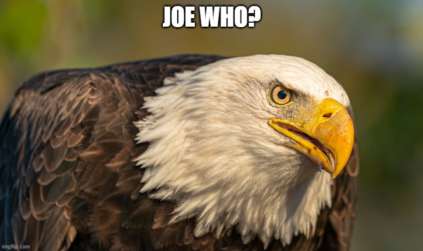 american eagle | JOE WHO? | image tagged in joe biden | made w/ Imgflip meme maker