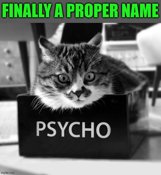 FINALLY A PROPER NAME | image tagged in cats | made w/ Imgflip meme maker