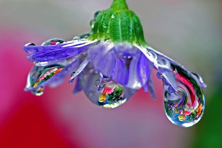 Drops of Inspiration | image tagged in awesome,pics,photography | made w/ Imgflip meme maker