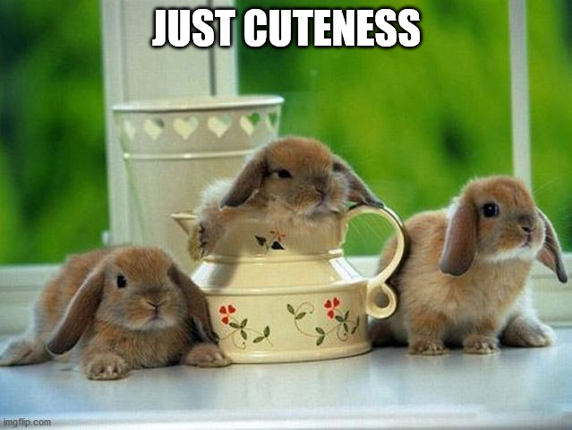 JUST CUTENESS | image tagged in bunnies | made w/ Imgflip meme maker