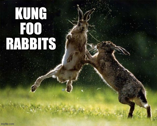 KUNG FOO RABBITS | image tagged in bunnies | made w/ Imgflip meme maker