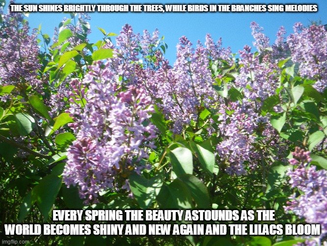 When Lilacs Bloom | THE SUN SHINES BRIGHTLY THROUGH THE TREES, WHILE BIRDS IN THE BRANCHES SING MELODIES; EVERY SPRING THE BEAUTY ASTOUNDS AS THE WORLD BECOMES SHINY AND NEW AGAIN AND THE LILACS BLOOM | image tagged in spring,lilacs,birds,melodies | made w/ Imgflip meme maker