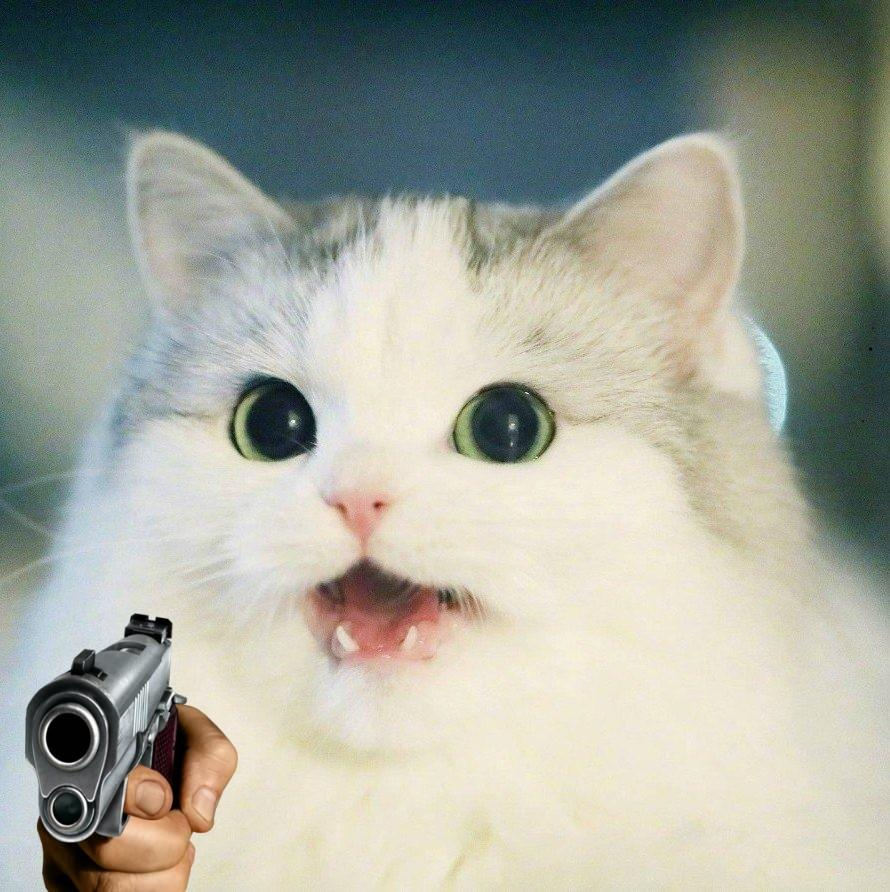 High Quality cat holding a gun Blank Meme Template