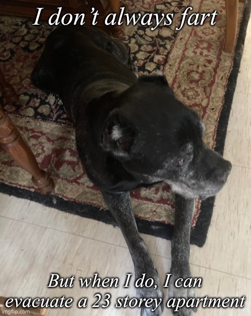 Guinness the dog | I don’t always fart; But when I do, I can evacuate a 23 storey apartment | image tagged in farts,dog,big dog | made w/ Imgflip meme maker