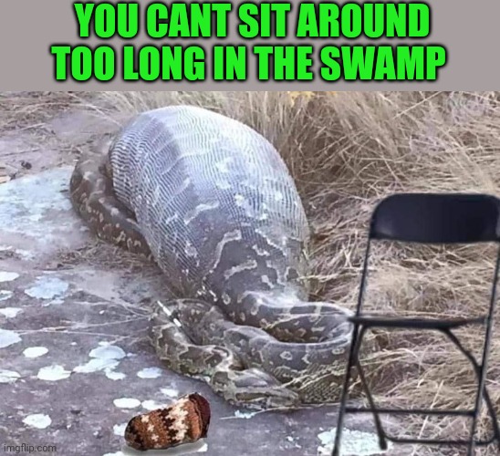 This snake's gonna get heartbern | YOU CANT SIT AROUND TOO LONG IN THE SWAMP | image tagged in bernie sanders,memes,drain the swamp,feel the bern | made w/ Imgflip meme maker