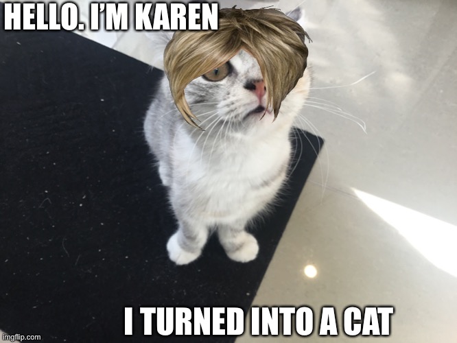 Karen the Cat?! | HELLO. I’M KAREN; I TURNED INTO A CAT | image tagged in cats,karen | made w/ Imgflip meme maker