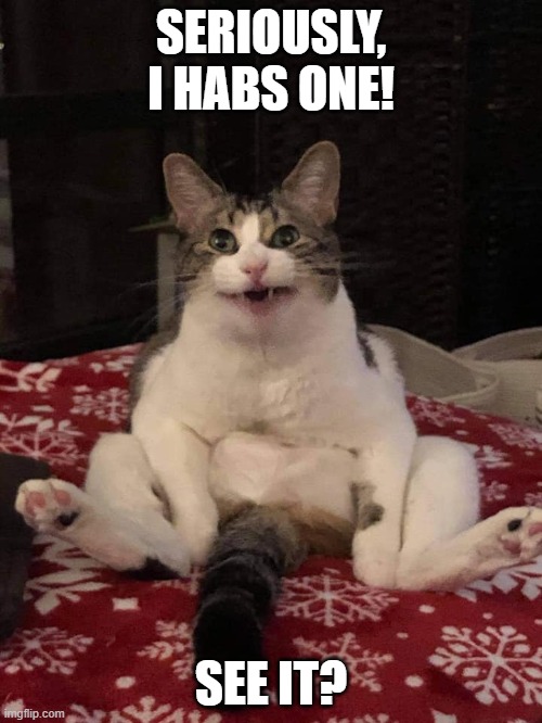 funny cat | SERIOUSLY, I HABS ONE! SEE IT? | image tagged in kitty | made w/ Imgflip meme maker