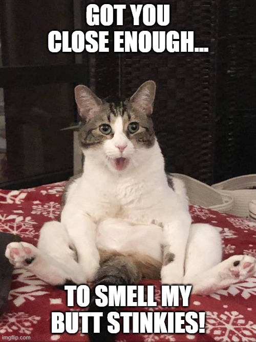 funny cat | GOT YOU CLOSE ENOUGH... TO SMELL MY BUTT STINKIES! | image tagged in kitty | made w/ Imgflip meme maker