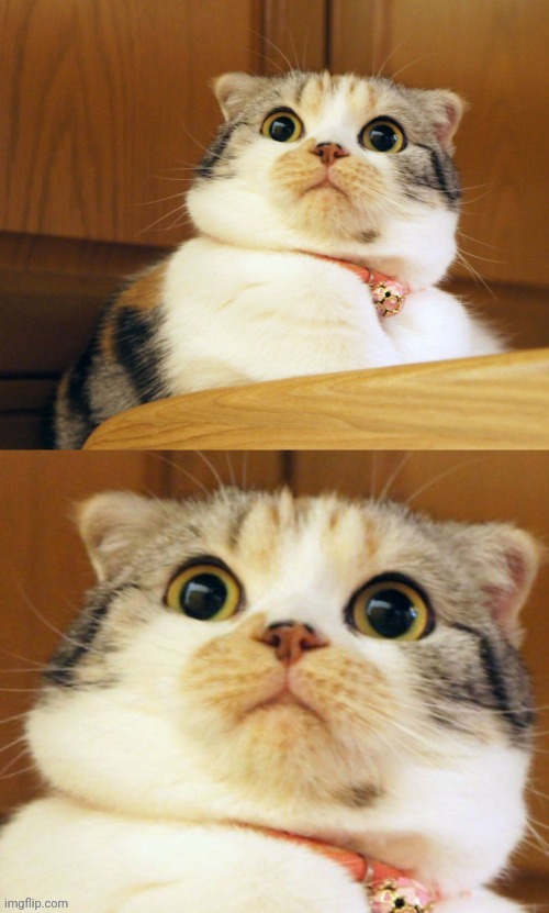 Shocked cat | image tagged in shocked cat | made w/ Imgflip meme maker