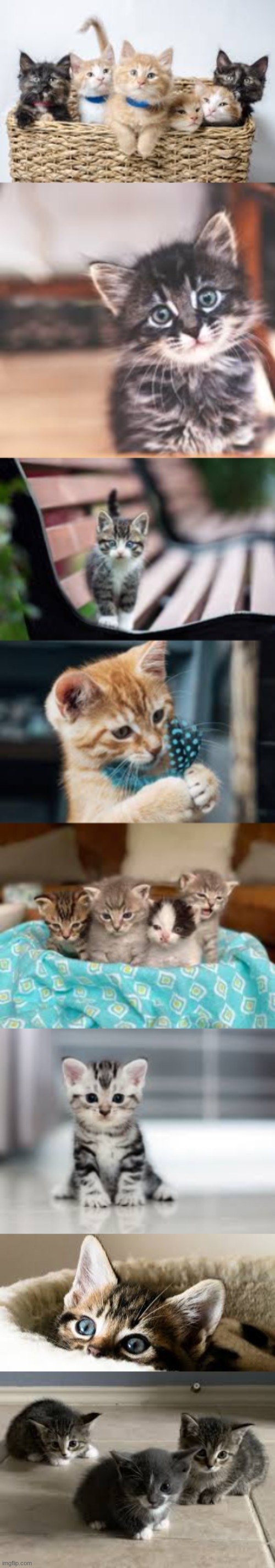 Here's some wholesome for everyone | image tagged in wholesome,cats | made w/ Imgflip meme maker