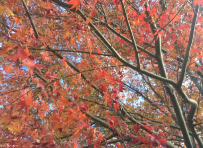 Pretty tree | image tagged in tree,red,orange,fall colors,autumn colors,leaves | made w/ Imgflip meme maker