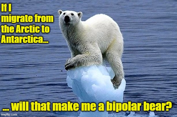 Bipolar bear |  If I migrate from the Arctic to Antarctica... ... will that make me a bipolar bear? | image tagged in polar bear climate change | made w/ Imgflip meme maker