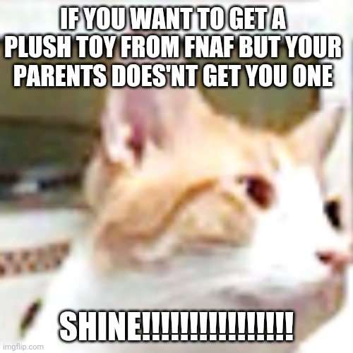 Cat | IF YOU WANT TO GET A PLUSH TOY FROM FNAF BUT YOUR PARENTS DOES'NT GET YOU ONE; SHINE!!!!!!!!!!!!!!!! | image tagged in grumpy cat | made w/ Imgflip meme maker