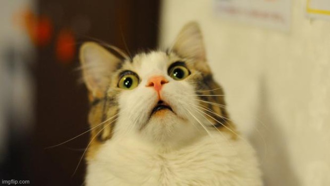 cat surprised | image tagged in cat surprised | made w/ Imgflip meme maker