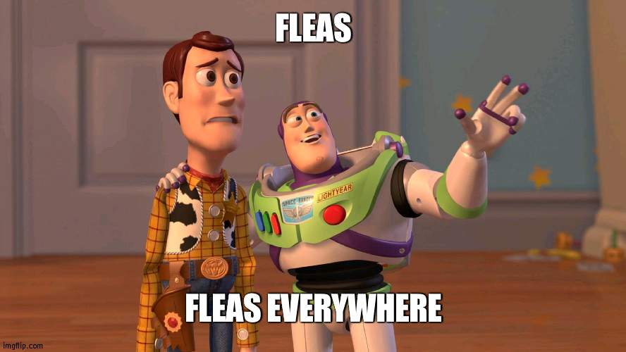 my cats atm | FLEAS; FLEAS EVERYWHERE | image tagged in woody and buzz lightyear everywhere widescreen | made w/ Imgflip meme maker
