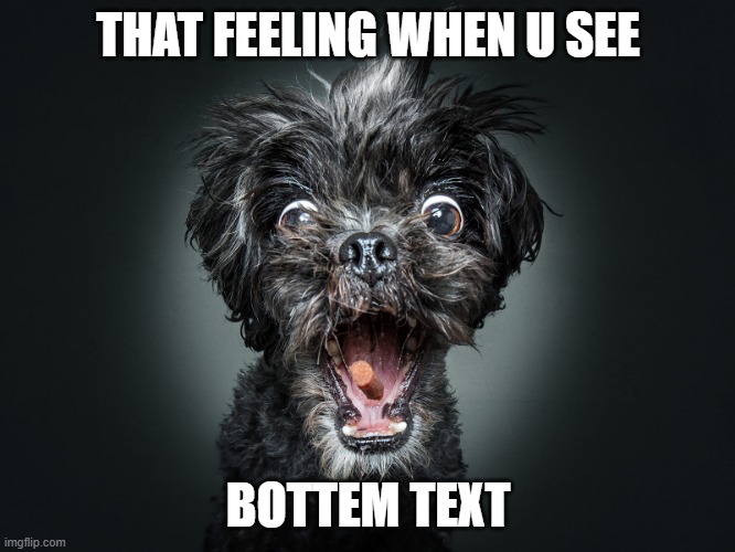 surprised dog | THAT FEELING WHEN U SEE; BOTTEM TEXT | image tagged in surprised dog | made w/ Imgflip meme maker