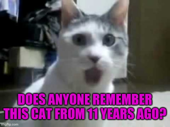 OMG Cat | DOES ANYONE REMEMBER THIS CAT FROM 11 YEARS AGO? | image tagged in omg cat,memes,fun,cats | made w/ Imgflip meme maker