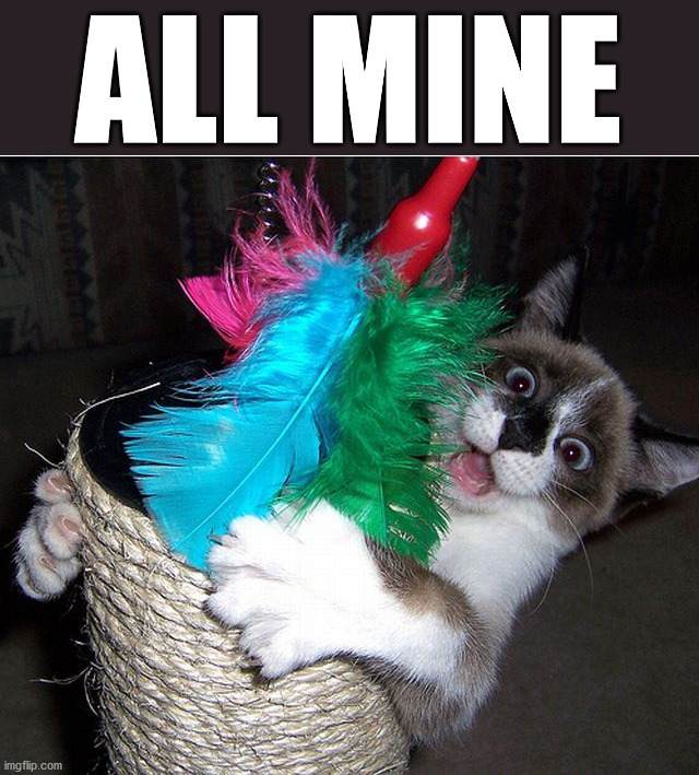 ALL MINE | image tagged in cats | made w/ Imgflip meme maker